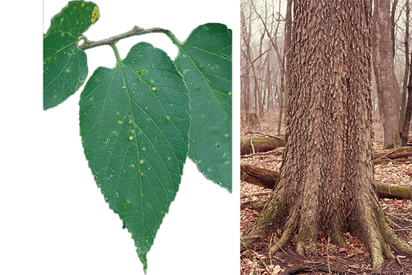 photos of hackberry leaf, nuts and bark