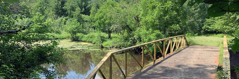 footbridge over forested creek