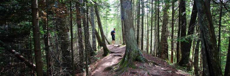 Hiker amidst tall trees on the Superior HIking Trail