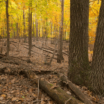 woods with yellow fall colors