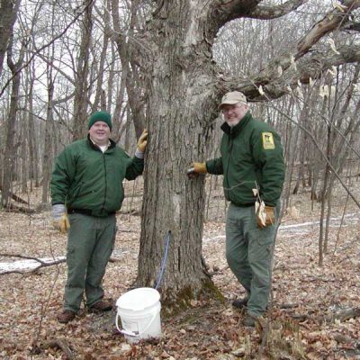 DNR staff collecting maple sap