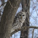 Barred owl in tree