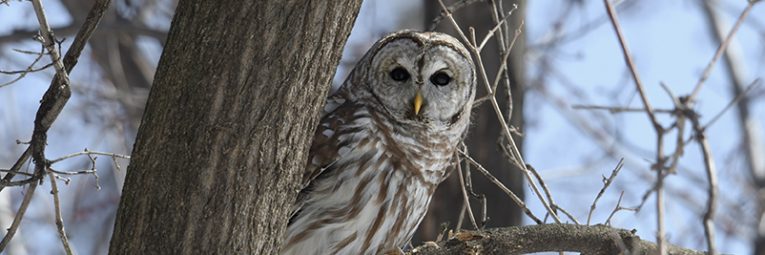 Barred owl in tree