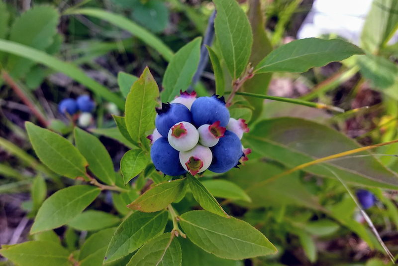 close up of ripe and unripe blueberries