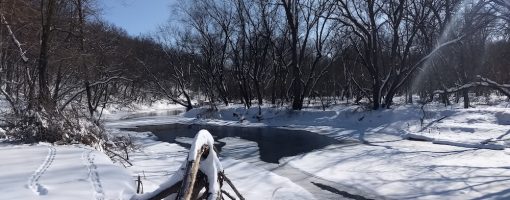 snowy creek with animal tracks on bank