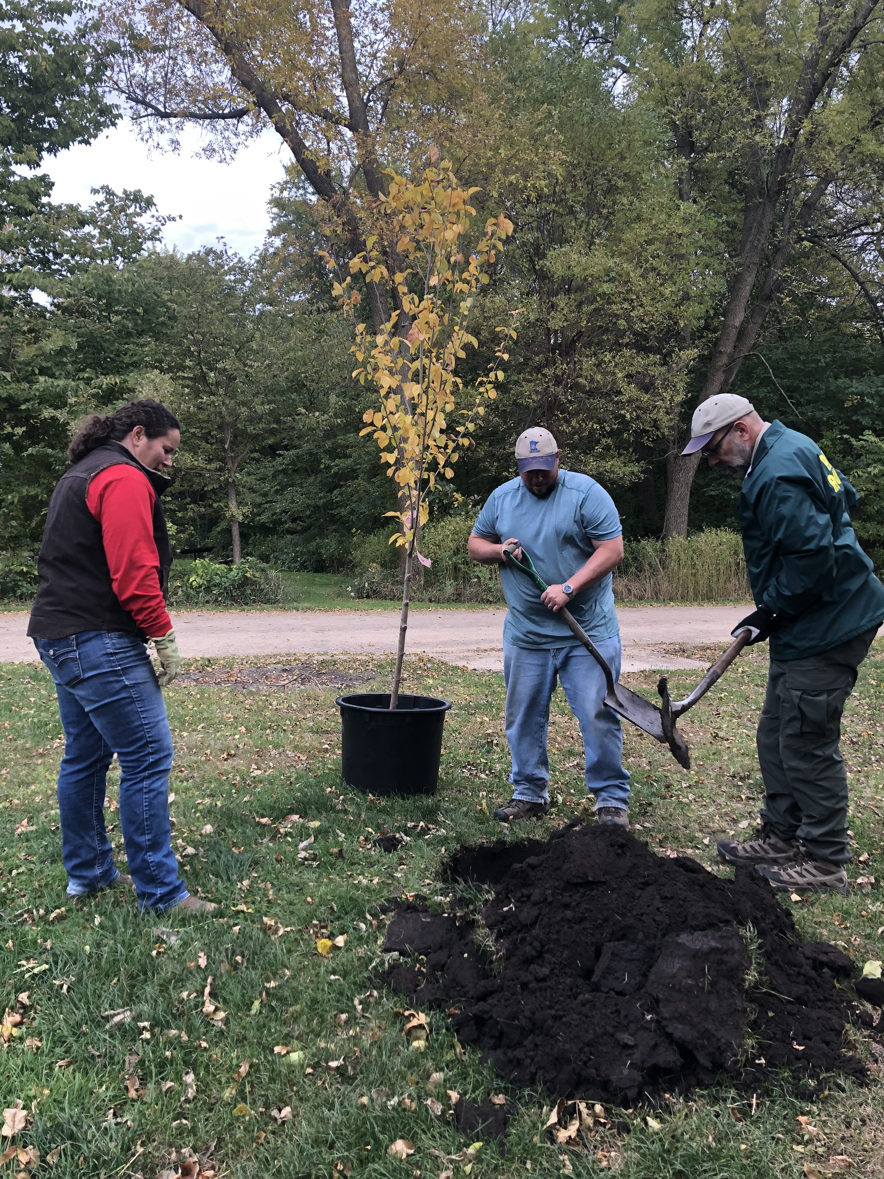 volunteers and a park staff member use shovels to plant a tree