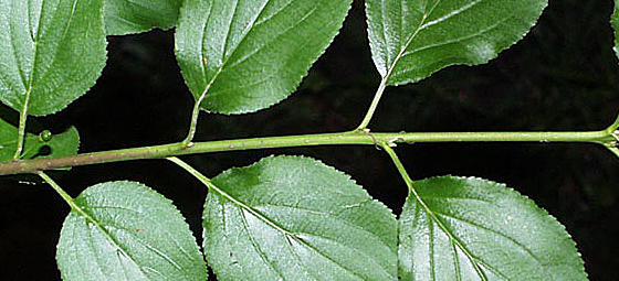 buckthorn leaves