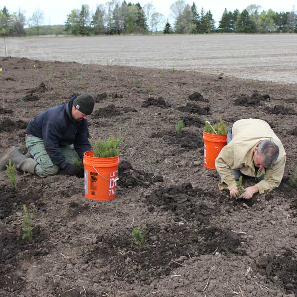 Two men planting trees in field