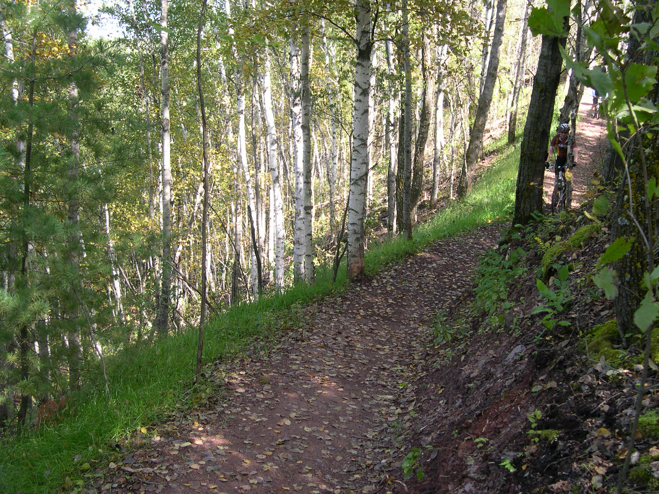 Trail in woods