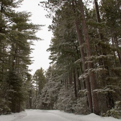 snowy pine tree road
