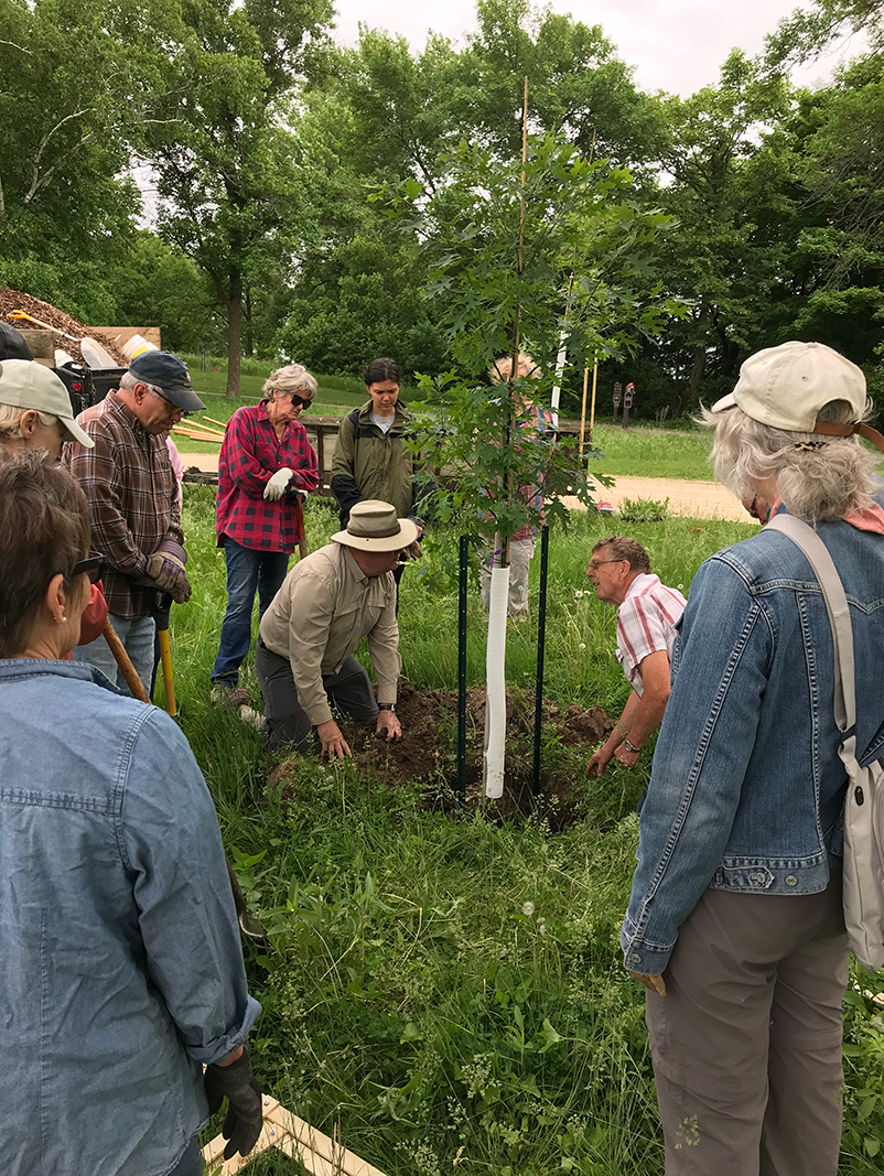 Oak savanna restoration project tree planting on June 2, 2018