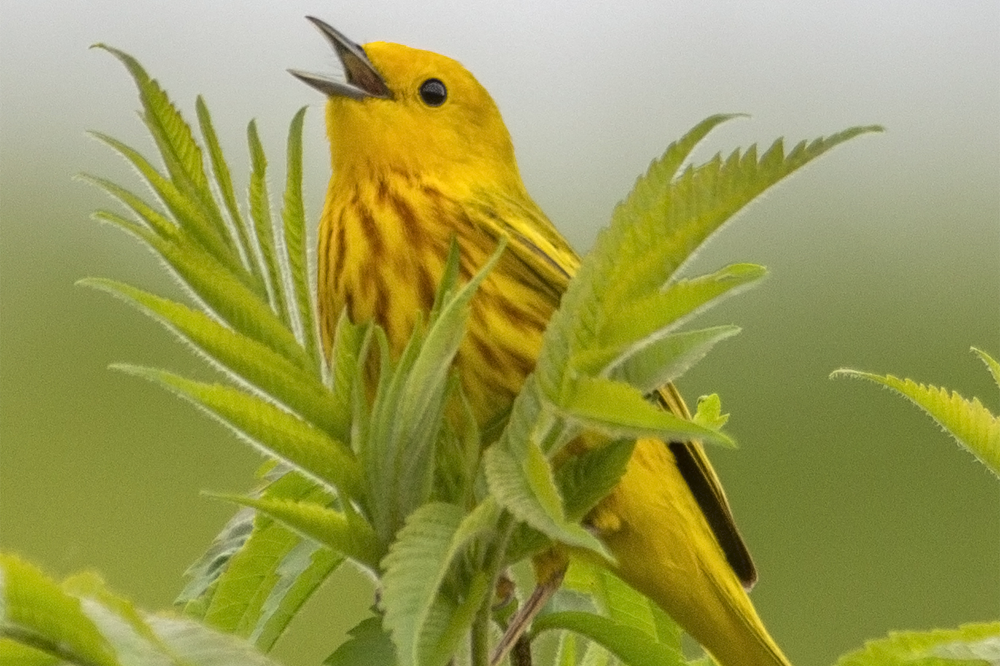 Yellow warber singing
