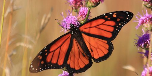 Monarch Butterfly Walk