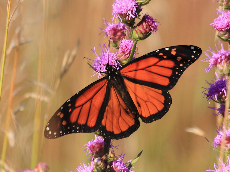 Monarch Butterfly Walk