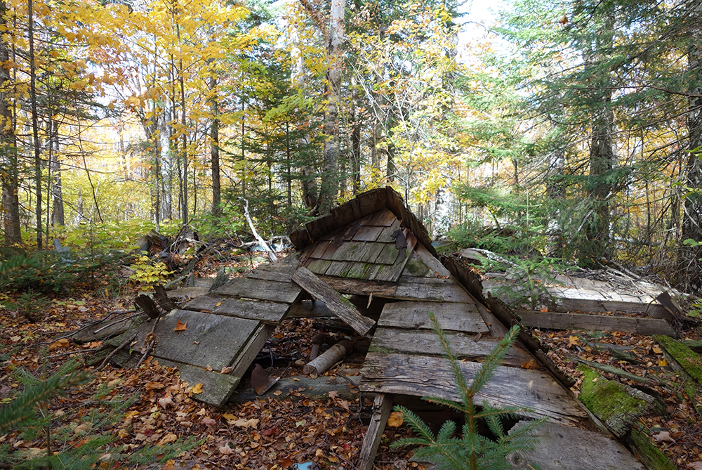 Old, A-frame roof decaying on forest floor.