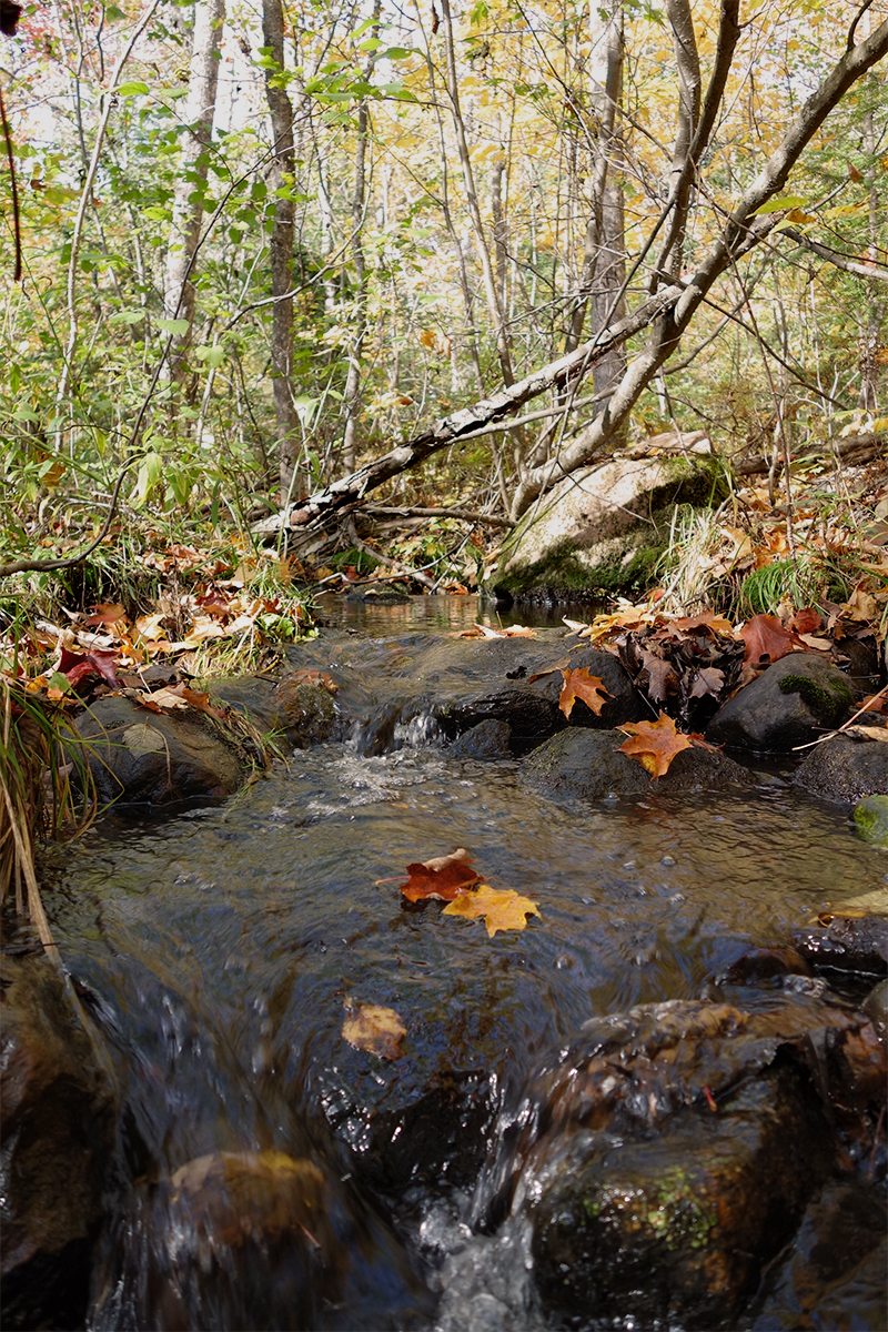 Stream in forest