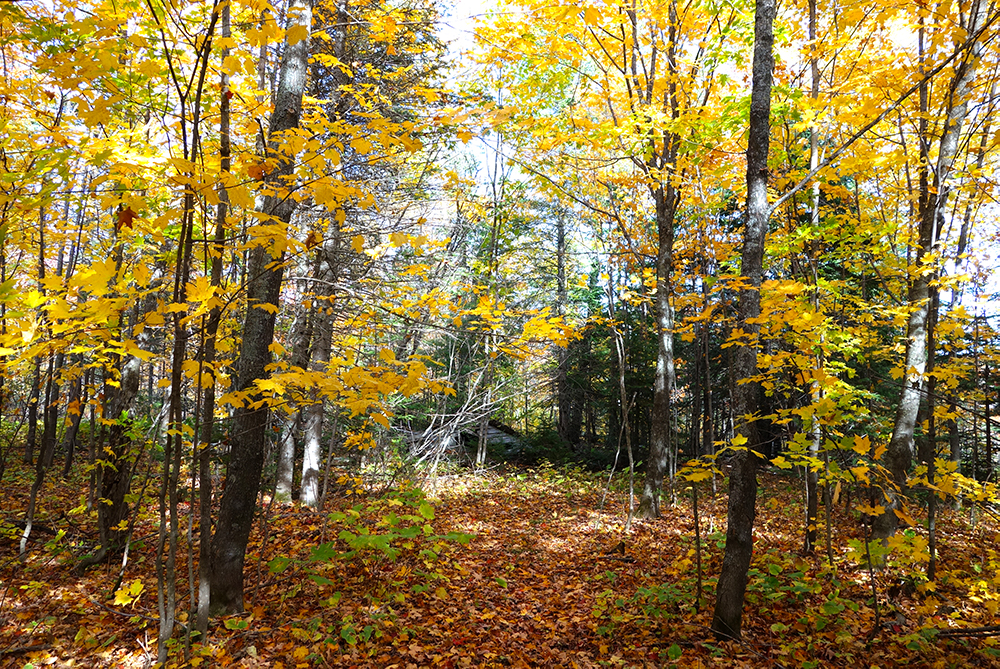 Fall forest with bright yellow leaves on trees