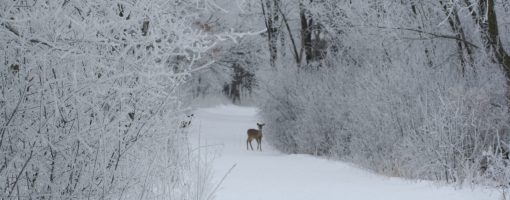 Winter wonderland with a deer on the trail
