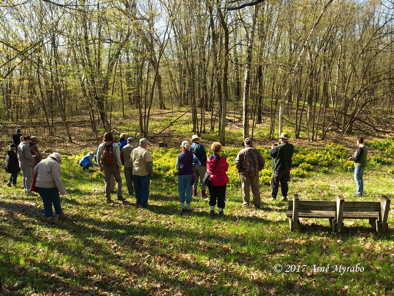 people looking at a marsh marigold patch