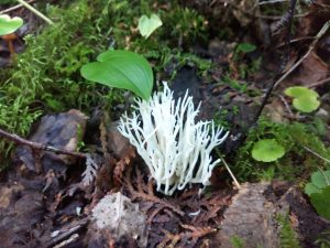 white tree-like mushroom