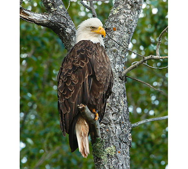 bald eagle perched in tree