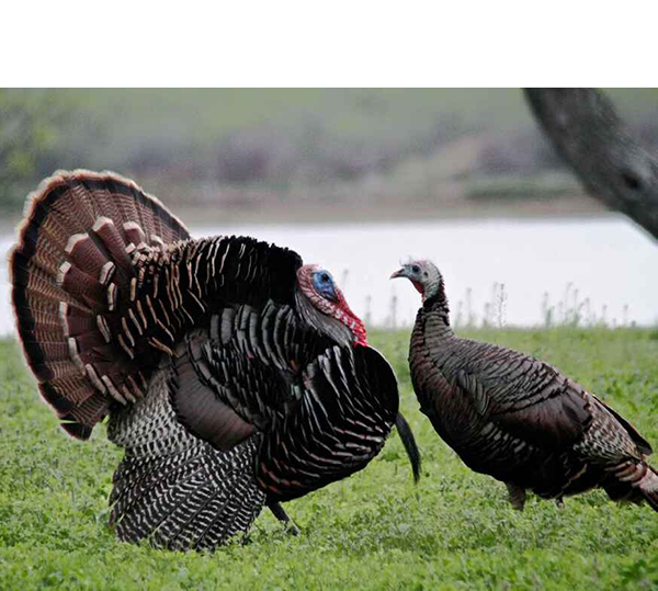Male turkey and female turkey