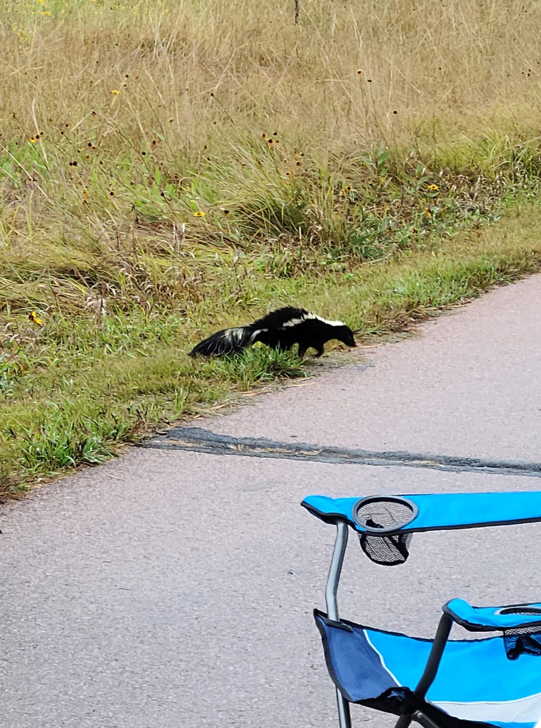 skunk walks by paved path