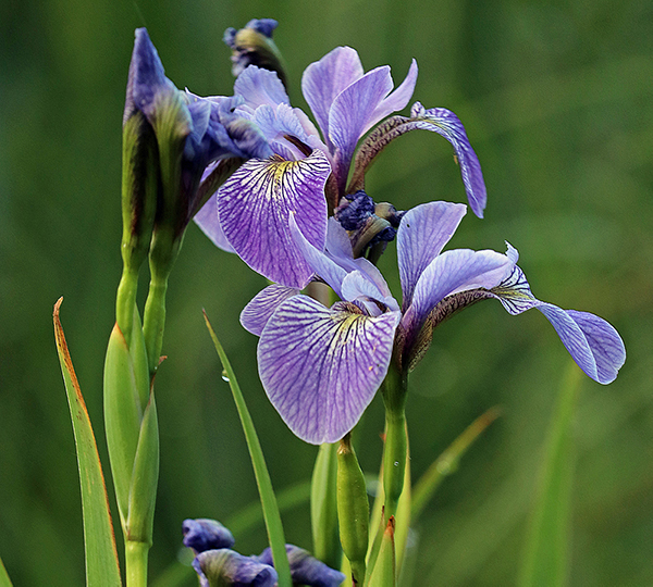 Flower - BlueFlagIris