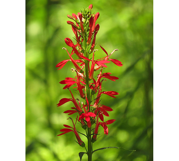 Flower - Cardinal Flower