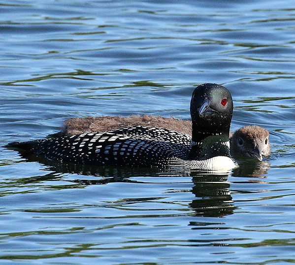 Adult loon swimming with baby loon