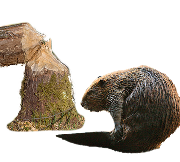 tree stump and beaver