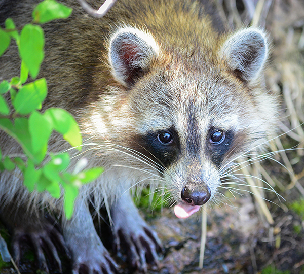 Mammal - Raccoon