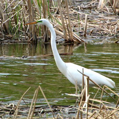 White bird in wetland