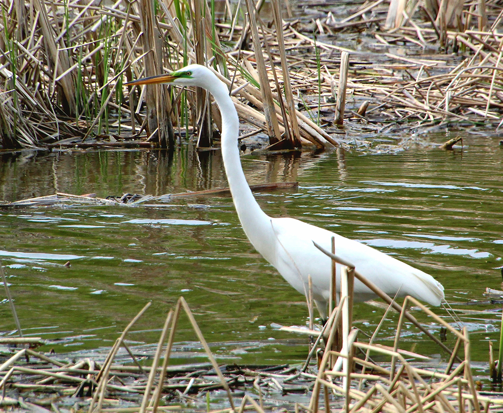 White bird in wetland