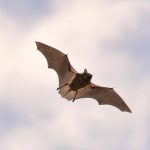 bat in flight