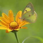 yellowish butterfly on yellow flower