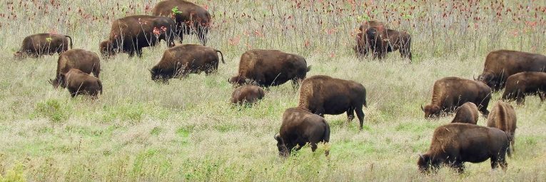 field of bison