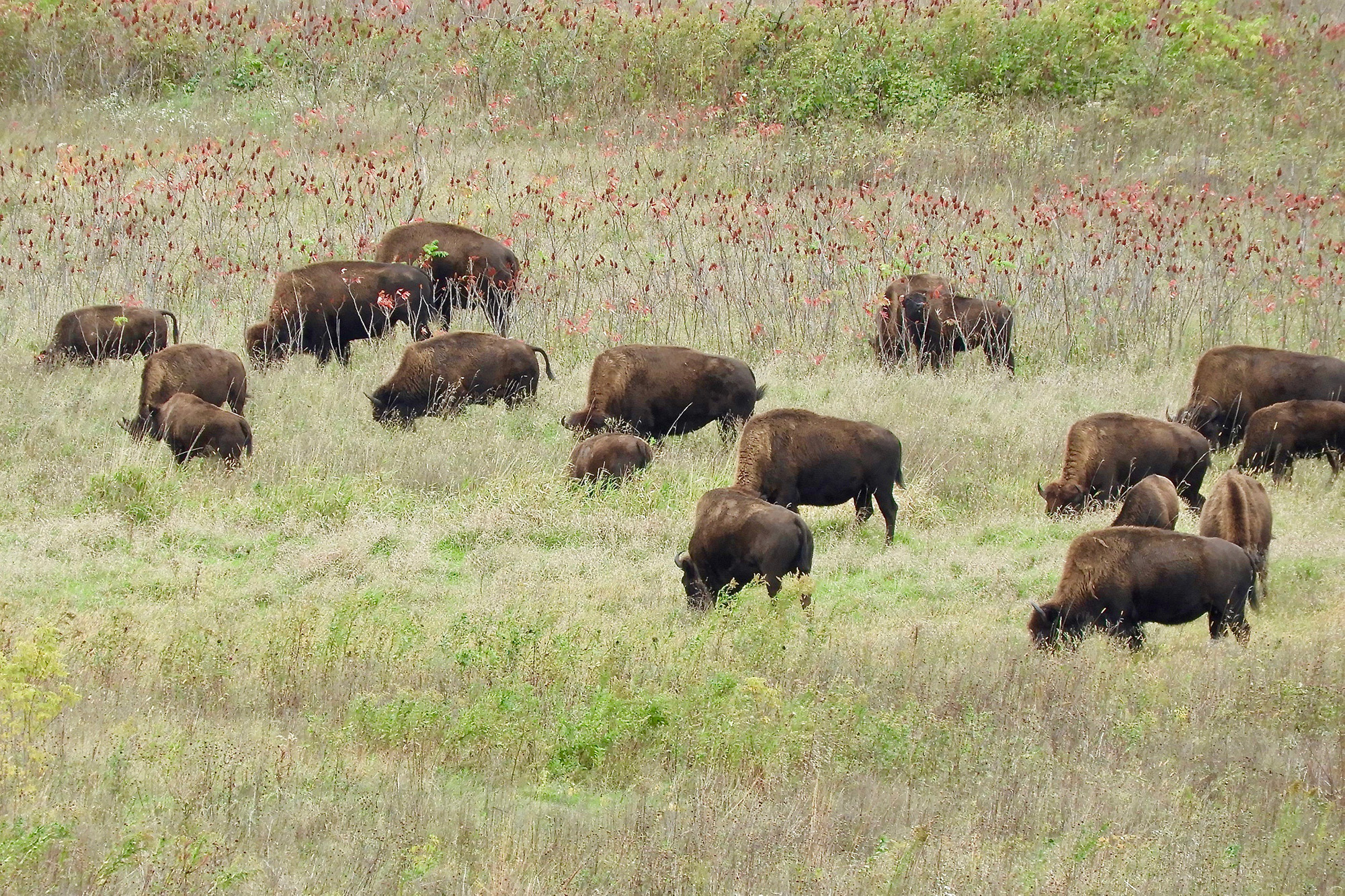 Webinar: Bison Conservation at Oxbow Park