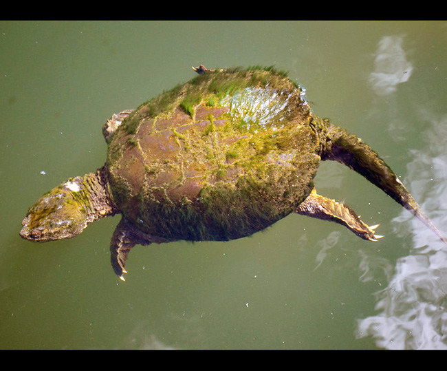 Snapping turtle swimming in a lake