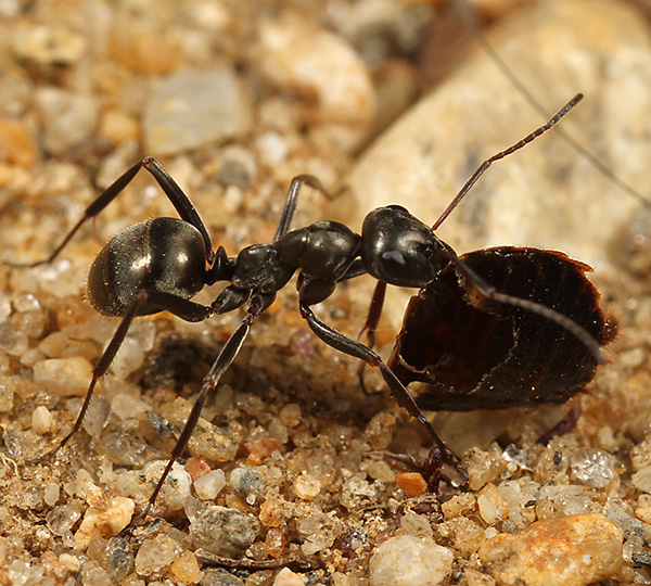 close-up of an ant