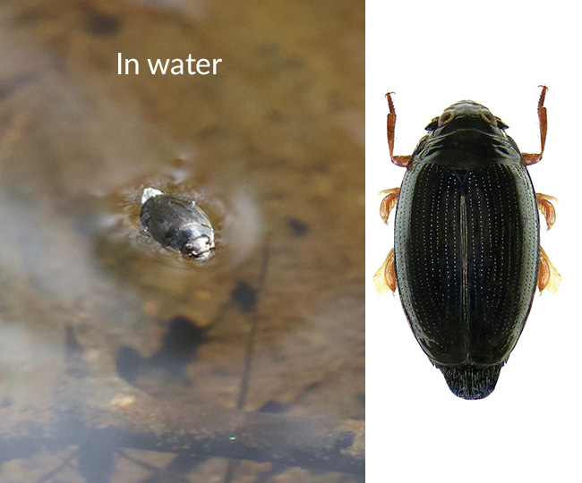 Beetle floating on water