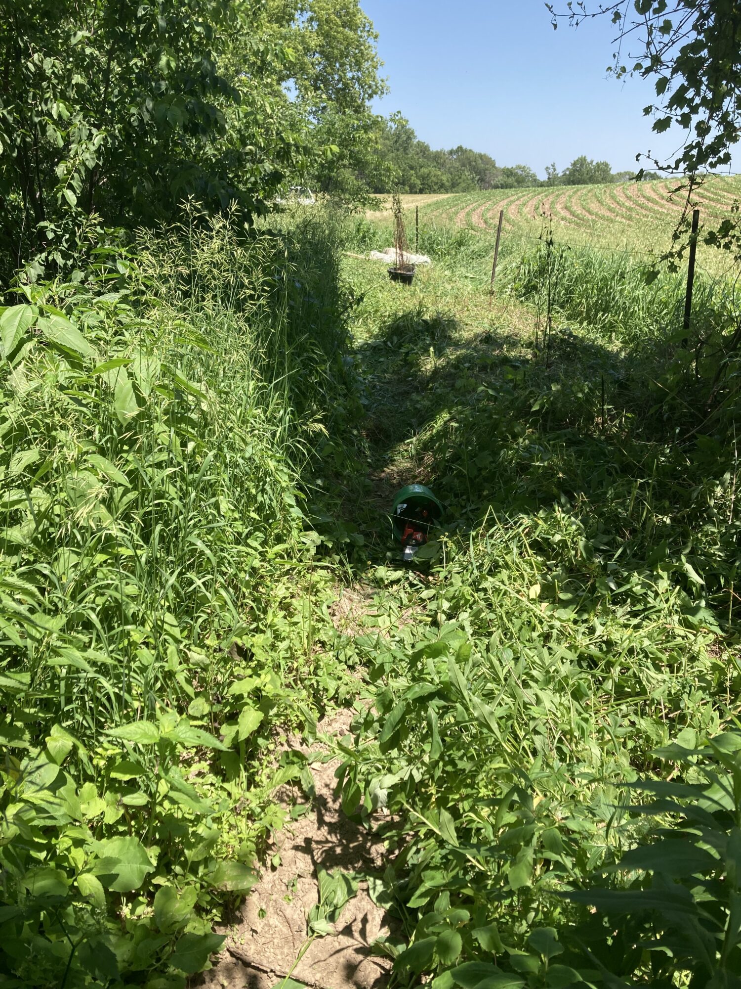 Overgrown trail at Zumbro Bottoms