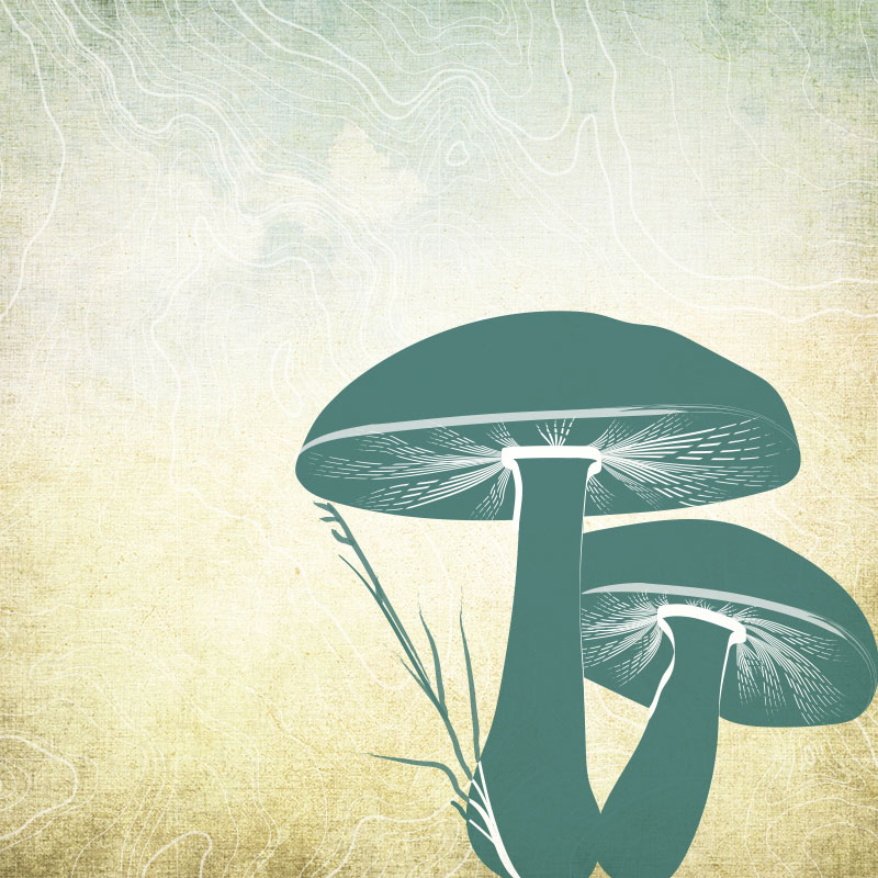 Sillhouette of a mushroom