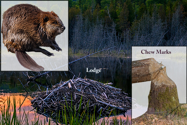 compilation photo of beaver, lodge and chew marks