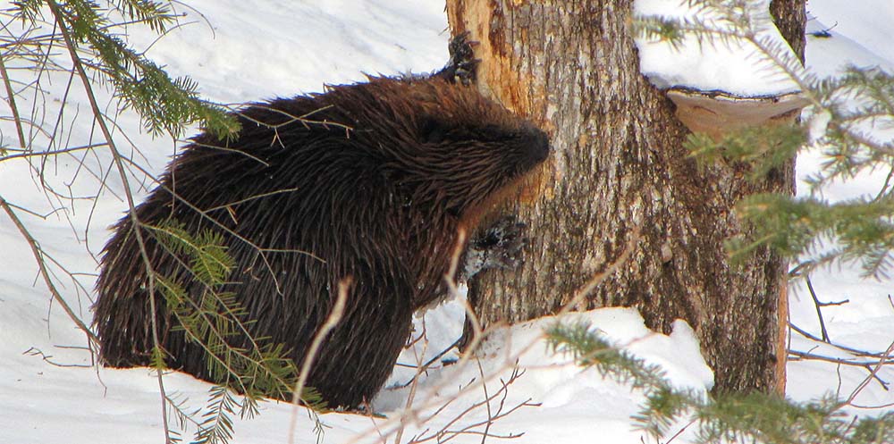 beaver chewing a tree