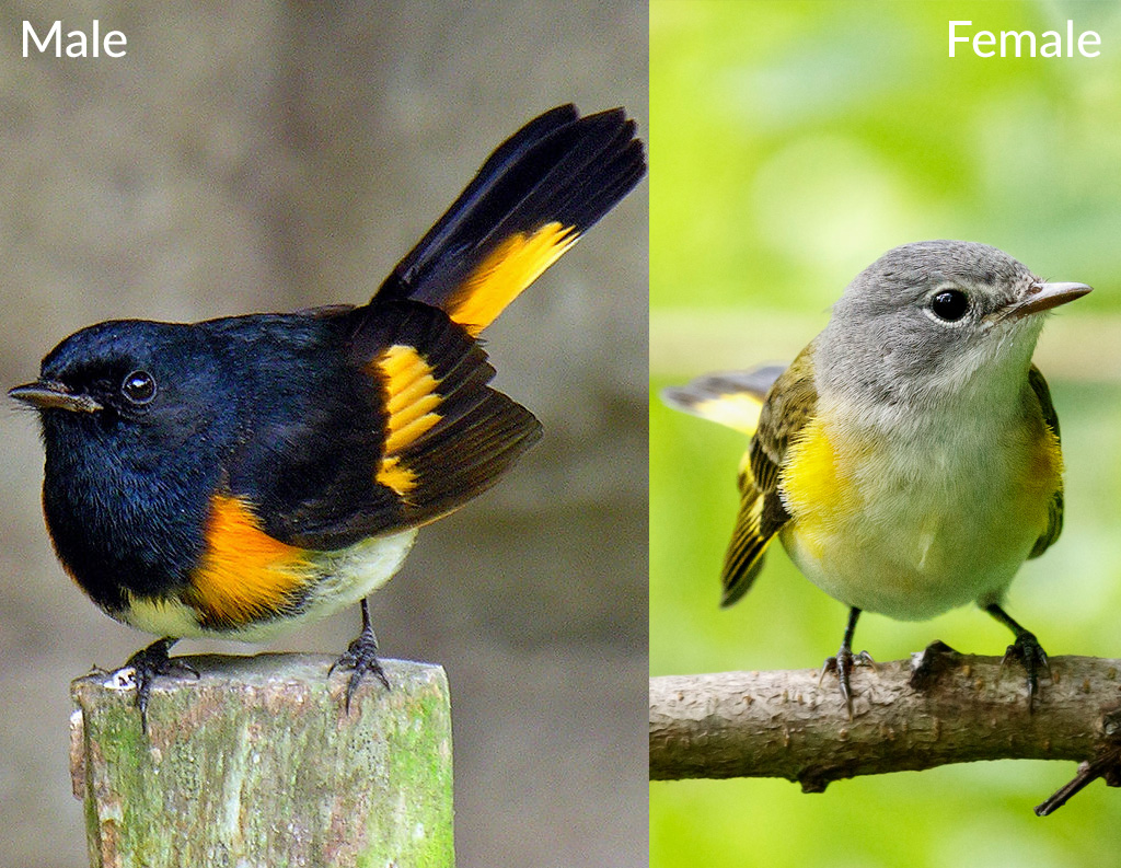 Side-by-side image of a male Redstart and female Restart