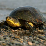 A Blandings Turtle on a lakeshore