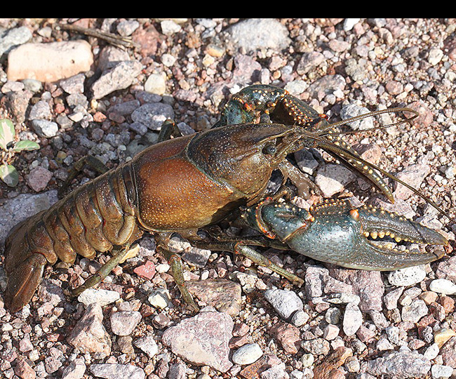 Crayfish on rocks