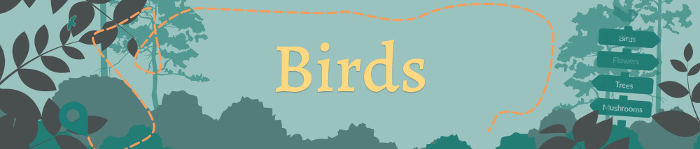 Banner reads: Birds