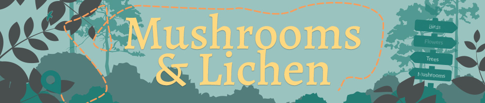Banner reads: Mushrooms and Lichen